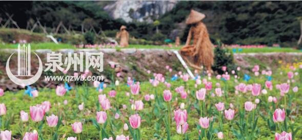 泉州鲜花港昨日再度开园 近20万株郁金香俏丽
